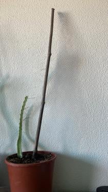 Dragon Fruit Cactus (Pitaya) Stekken 15-20cm met pot