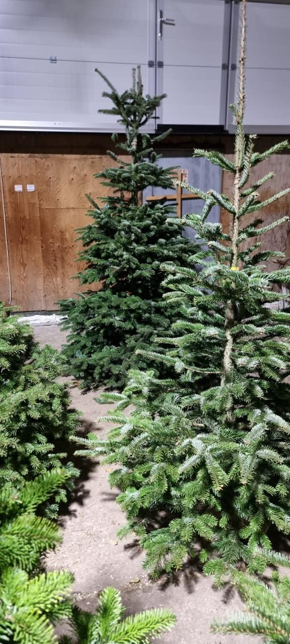 Nog steeds mooie kerstbomen te koop