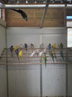 Grote keuze uit halsbandparkieten