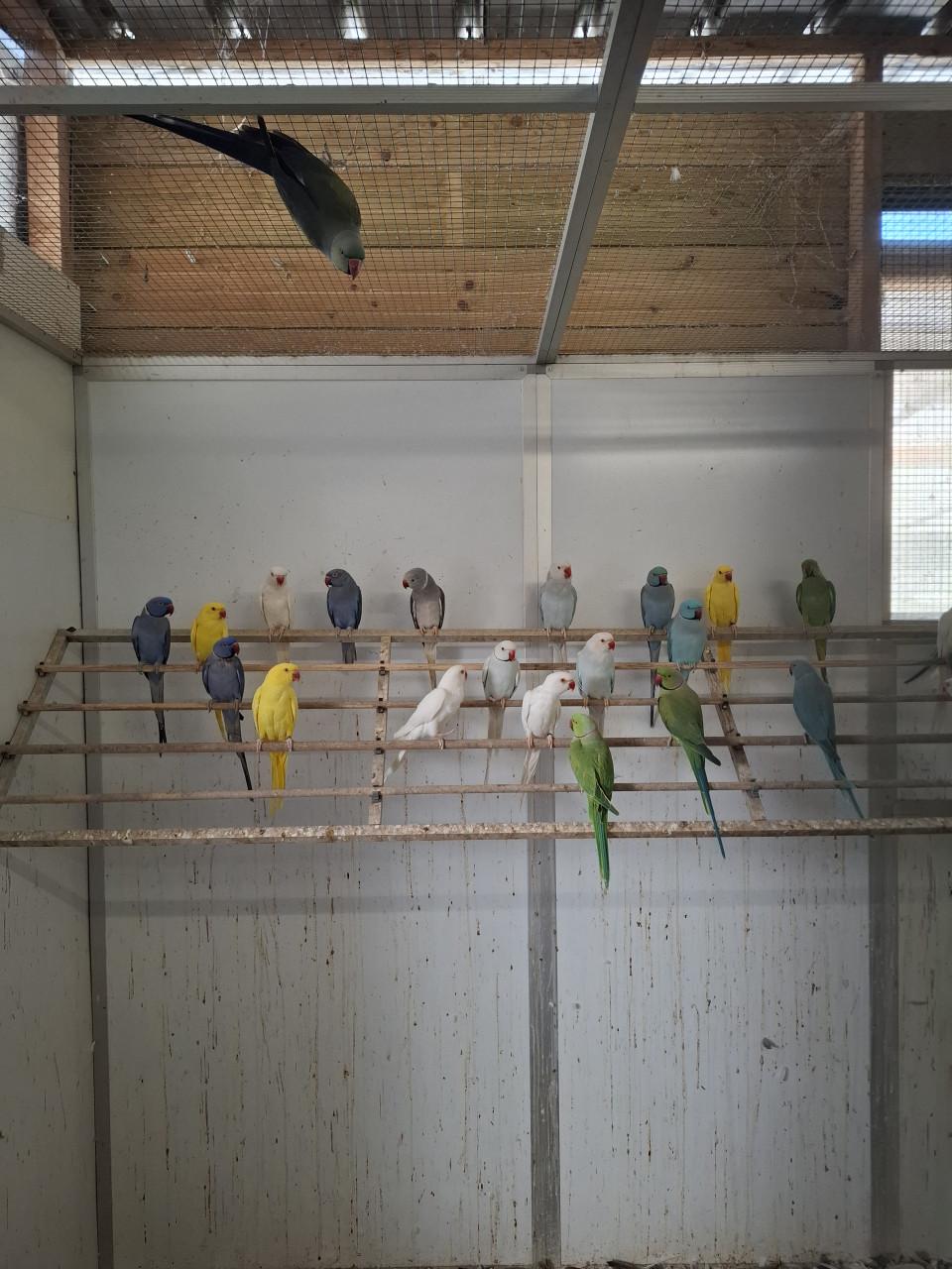 Grote keuze uit halsbandparkieten