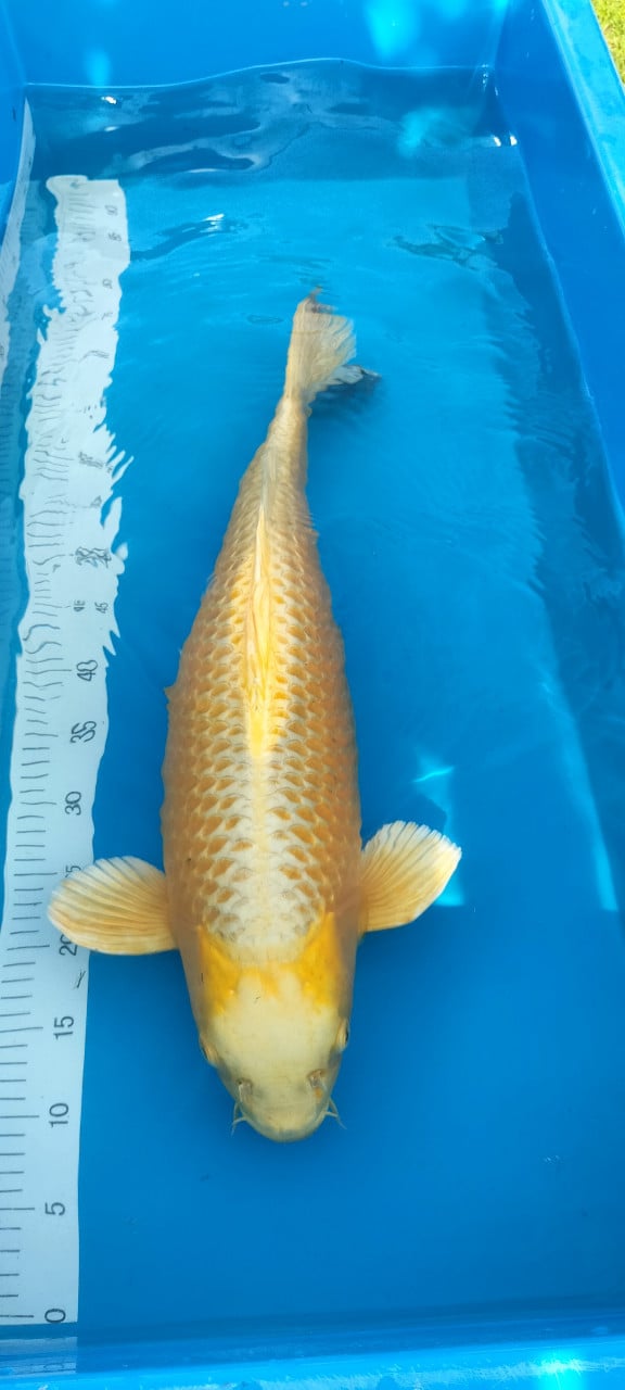 Yamabuki 63 cm