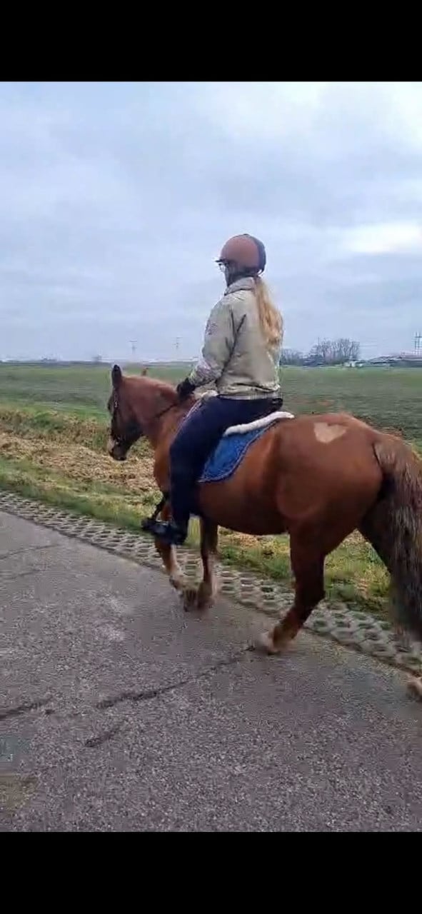 Super lieve D pony te koop.