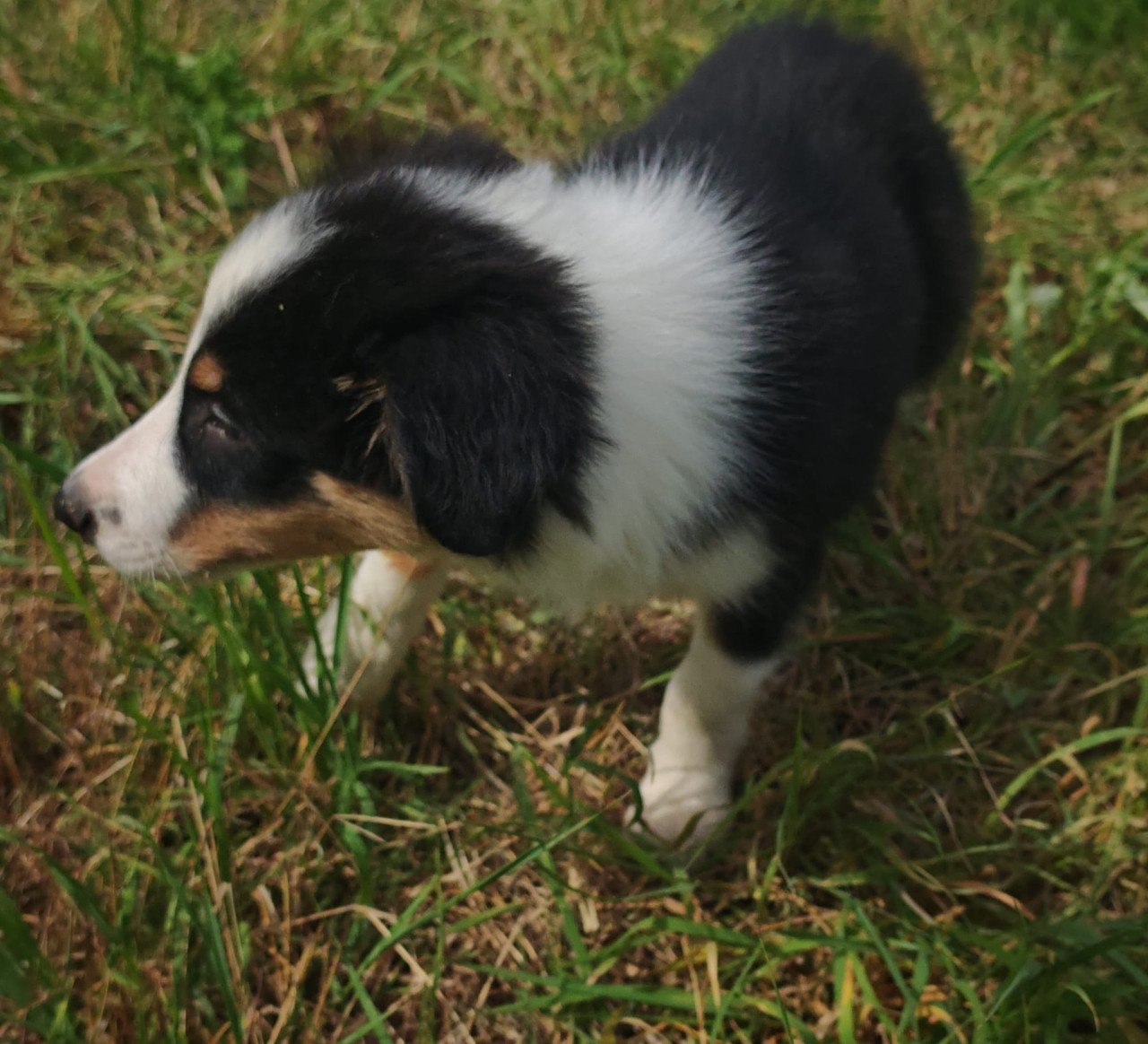 Border collie pups