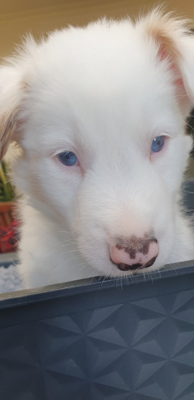 Border Collie