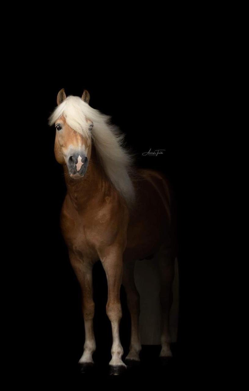 Paardrij instructrice gezocht