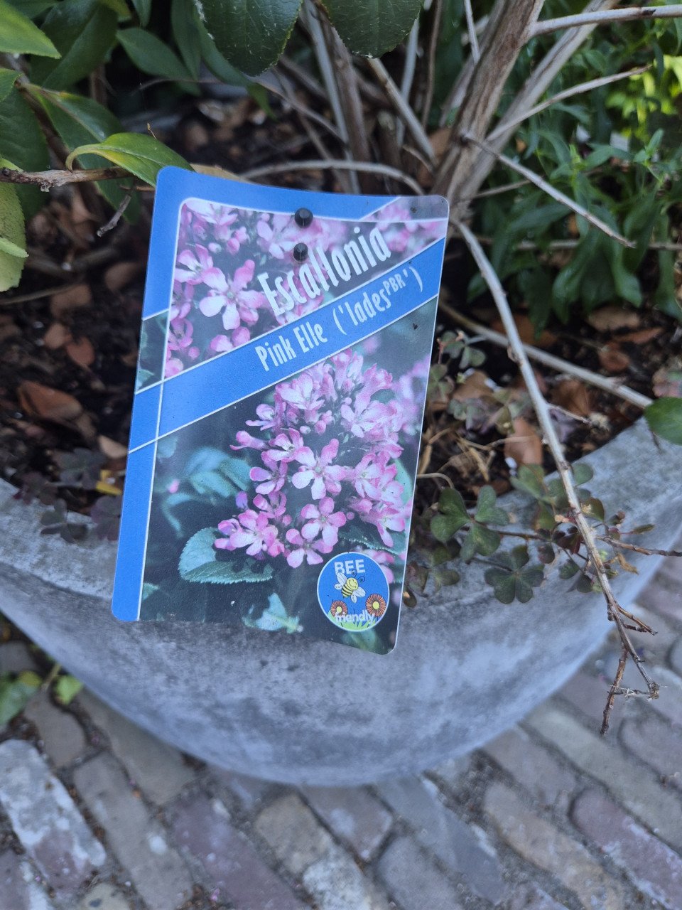 2 betonnen bloempotten met plant