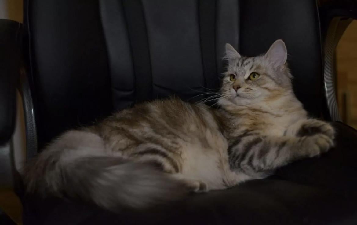 Nestje schattige kittens (nog 4)