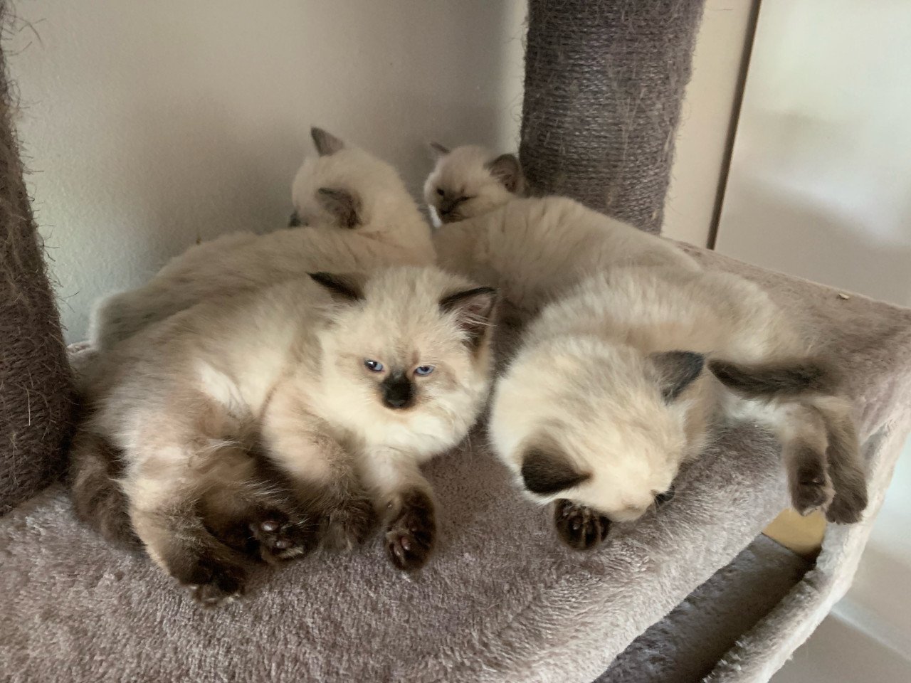 Prachtige ragdoll kittens
