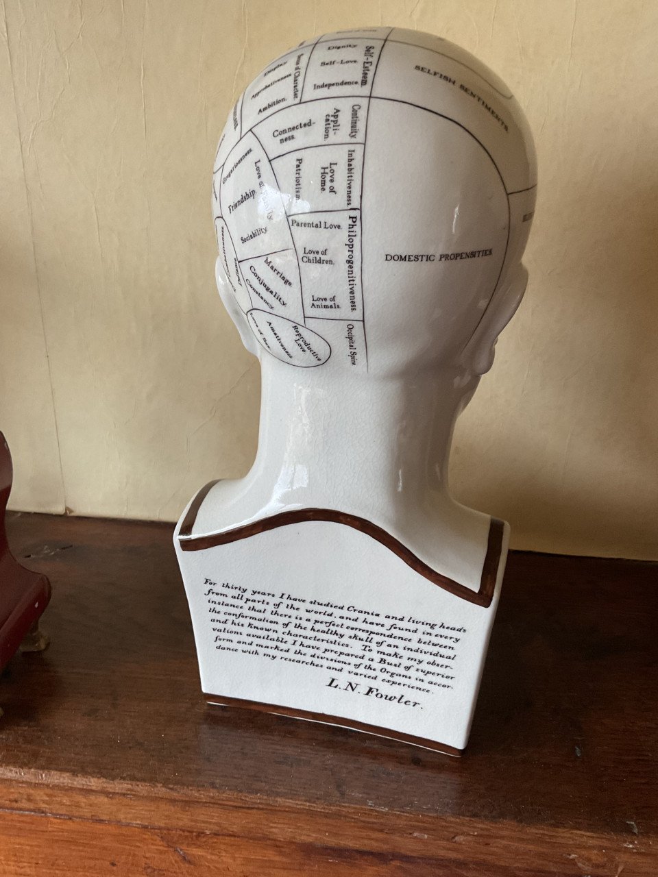 Phrenologie hoofd