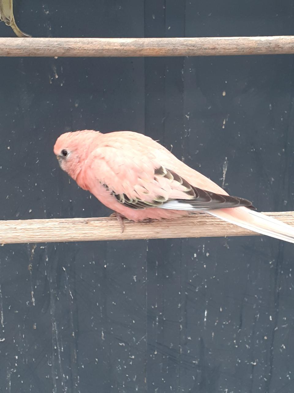 Roze bourkes  man 2025