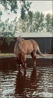 2 lieve shetlanders te koop