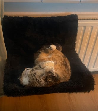 Help! Poes Lolly zoekt een met spoed een huis