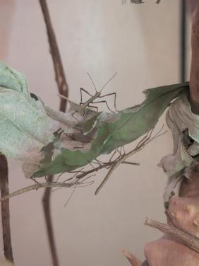 Indische wandelende takken