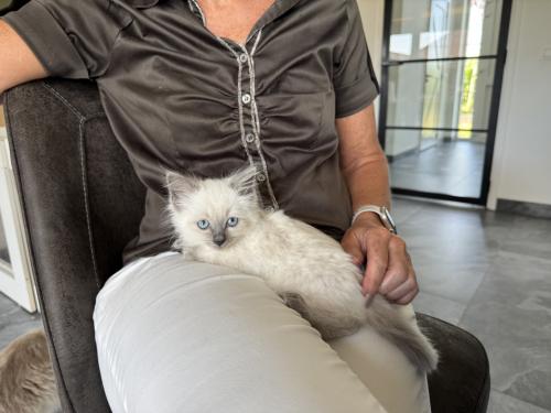 Ragdoll x nebelung