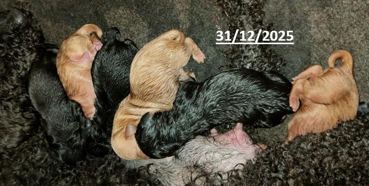 Kr dwerg poedel pups ( maltipoo )