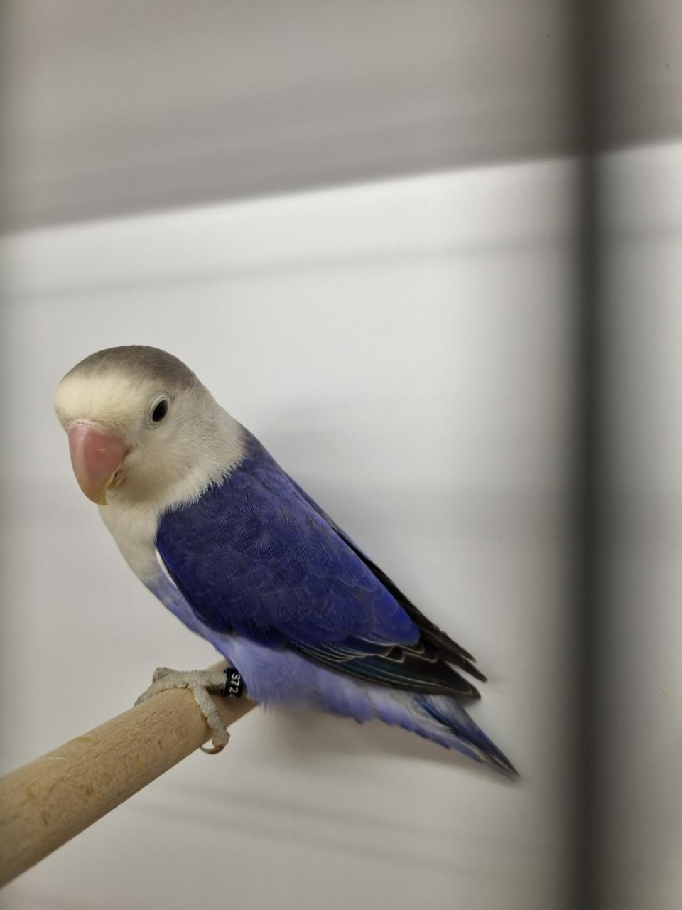 Mooie agapornis fischeries