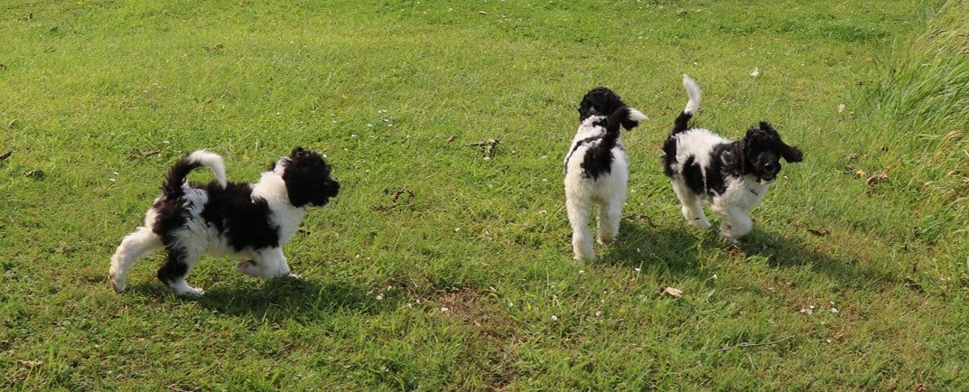 Labradoodle pups bont van kleur