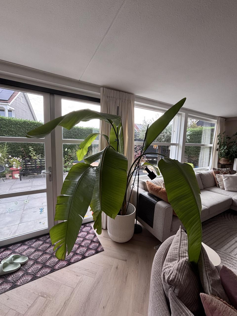 Grote Strelitzia