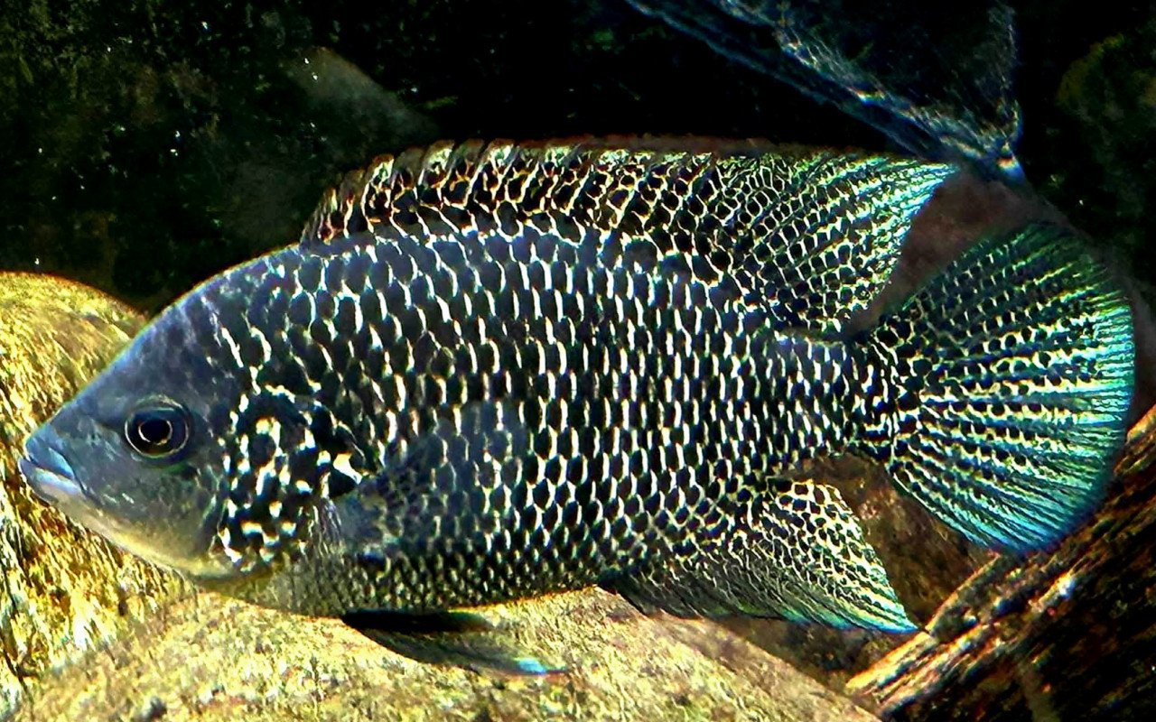 Cichlasoma Beani cichliden