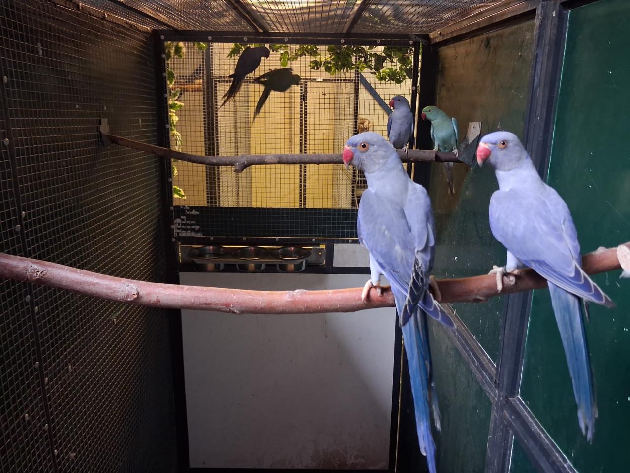 4-2 Halsbandparkieten violet, turquoise