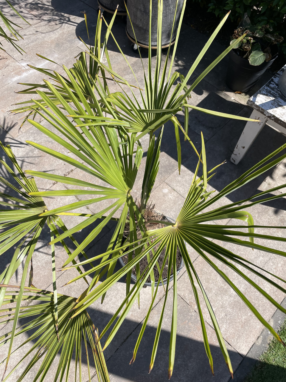 Palm