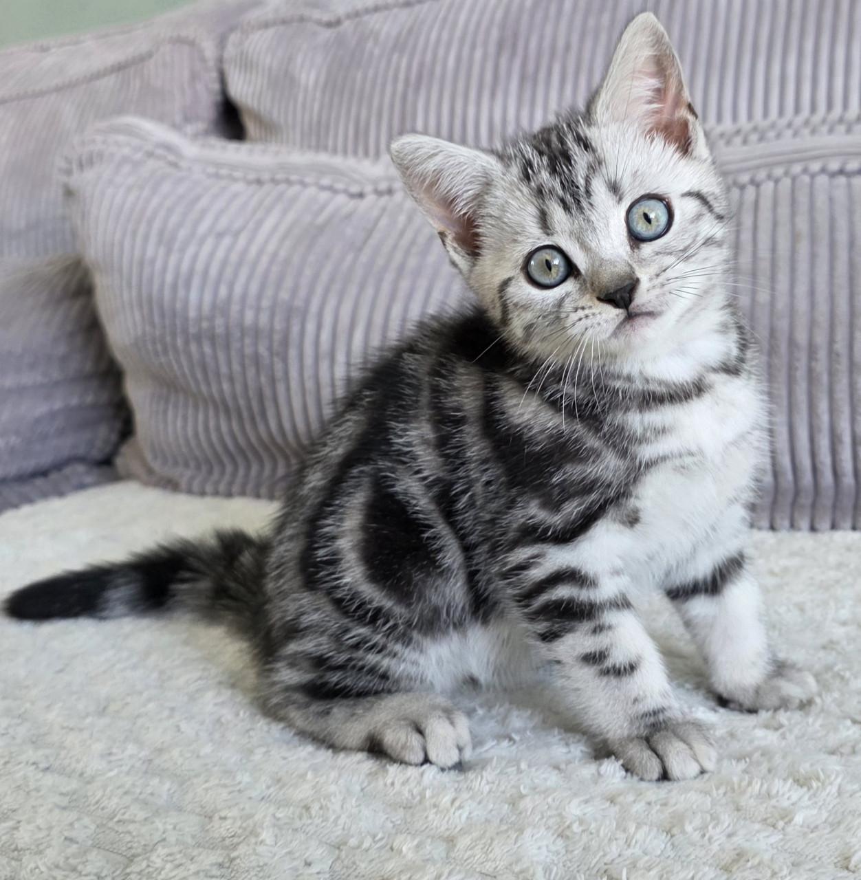 Raszuivere Brits korthaar kittens (Whiskas)