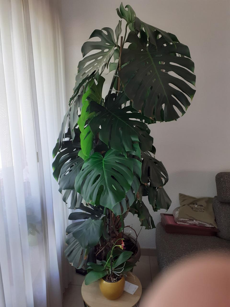 Grote monstera gatenplant.