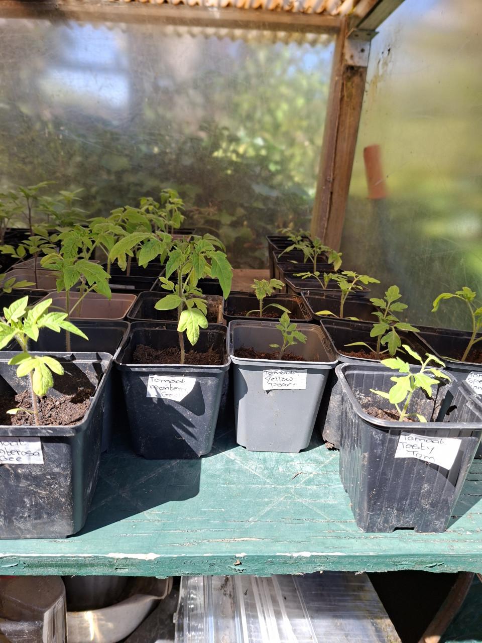 Moestuin plantjes