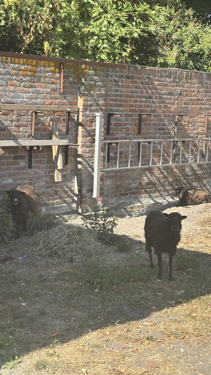 3 Ouessant ooien schapen
