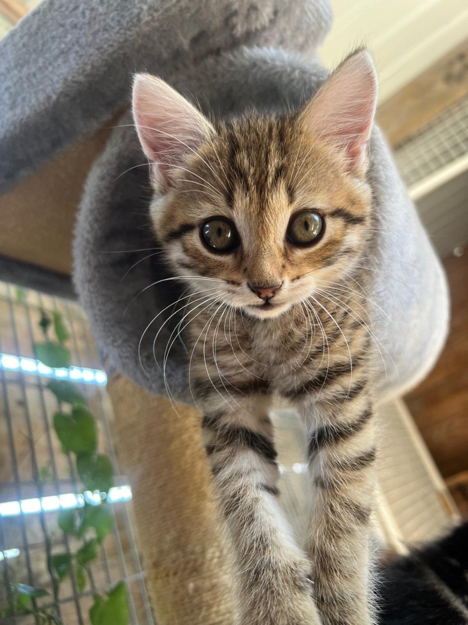 Siberische bos kat kittens