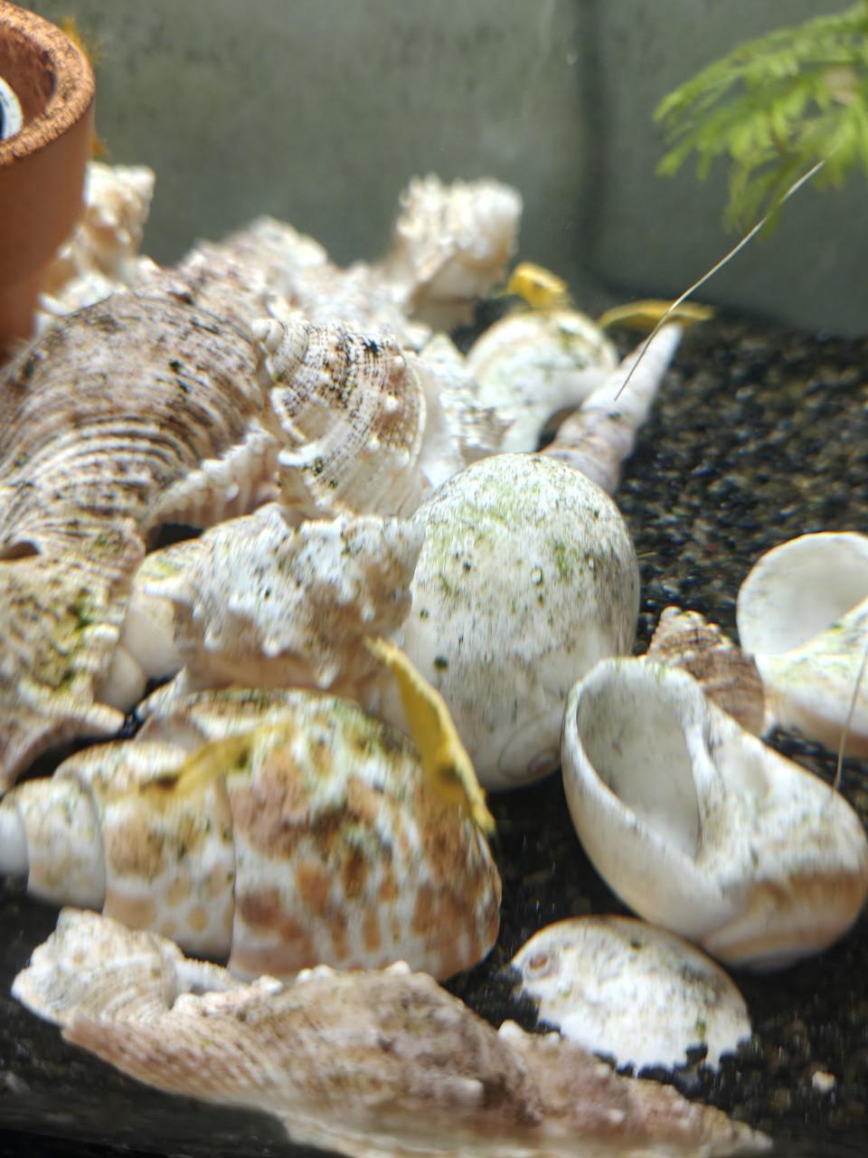 Vissen en aquarium