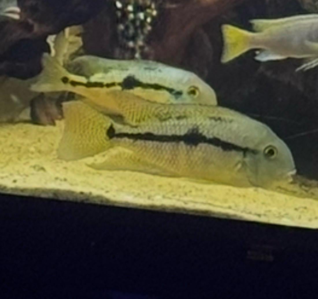 Aquarium vissen