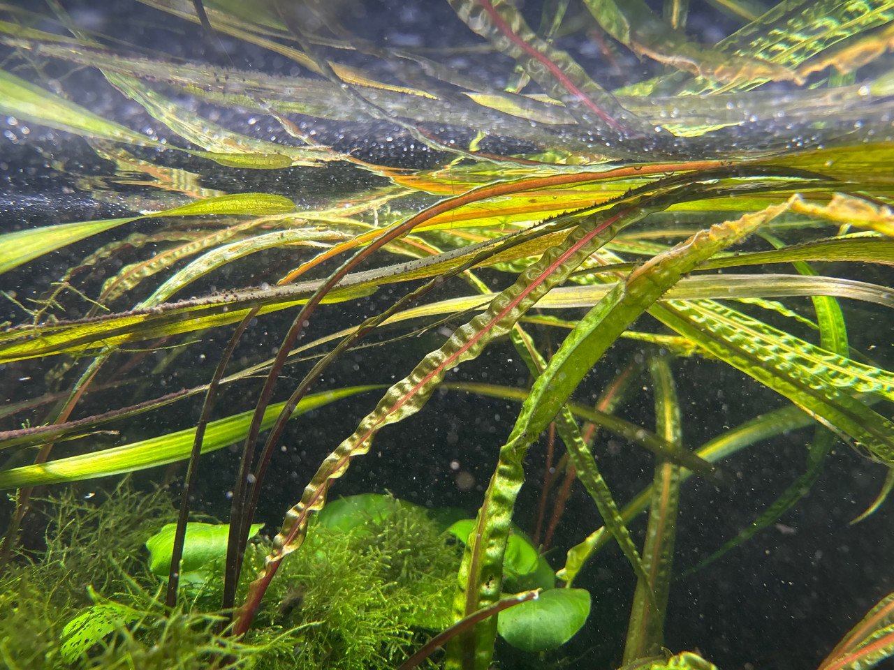 Aquariumplanten