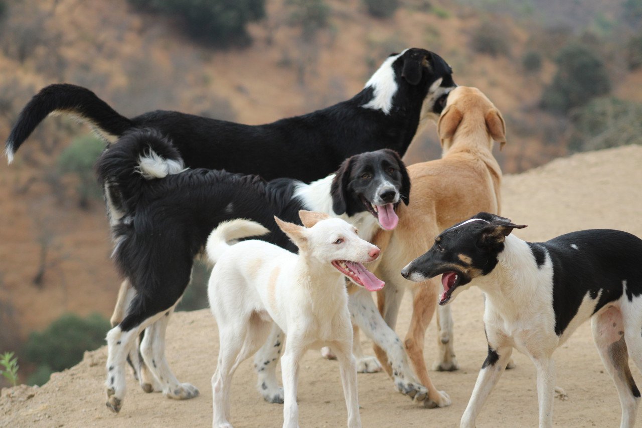 Alora Dog Rescue: Mike, wie geeft hem een mand?