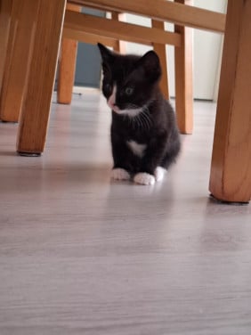 Kittens