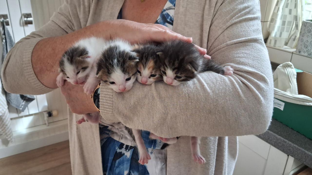 VIER LIEVE SPEELSE EN GEZONDE KITTENS BESCHIKBAAR!