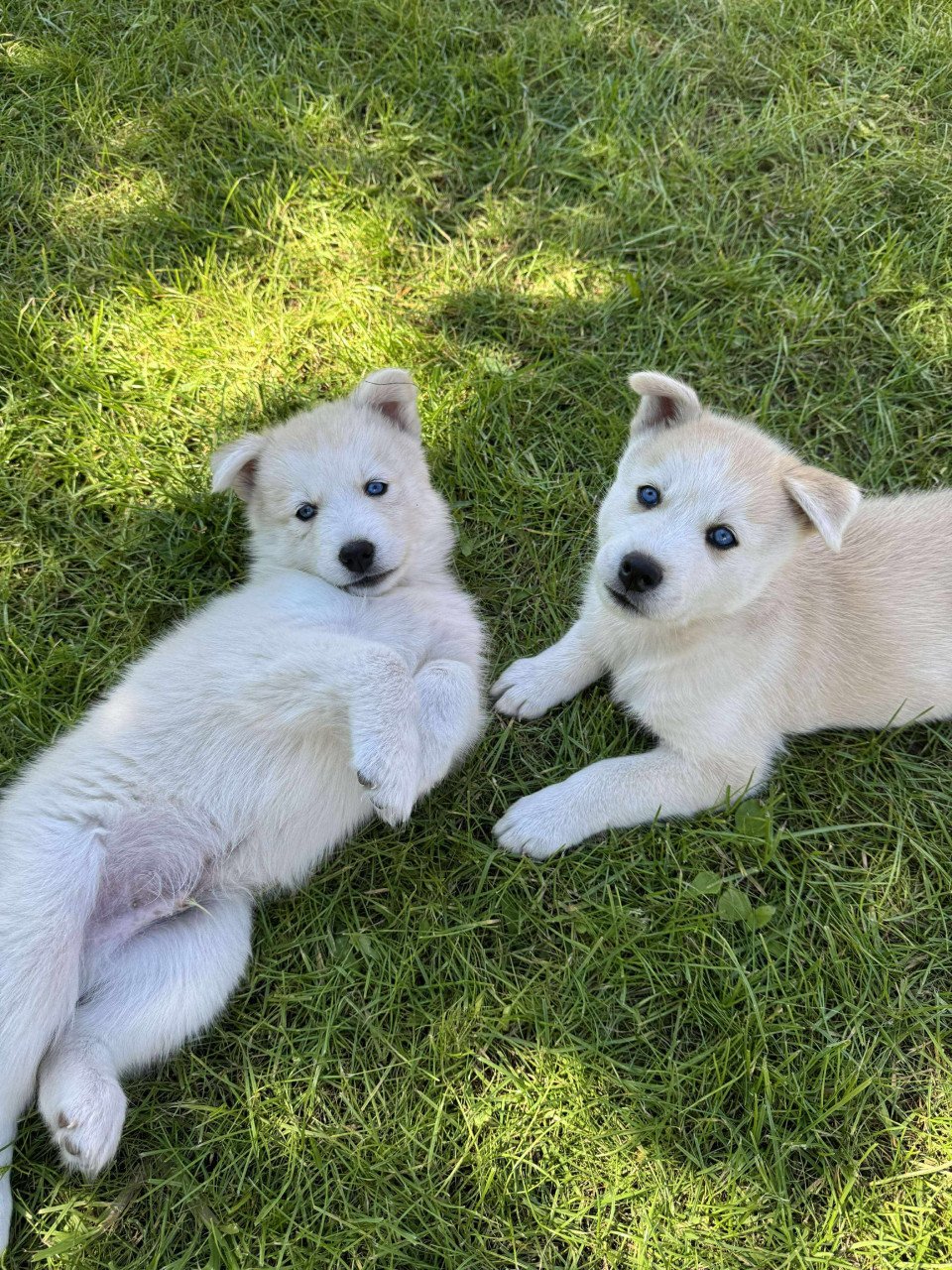 Pomsky Pups blue eyes