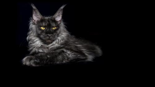Black Smoke Polydactyl Maine Coon (1 jaar oud) met stamboom