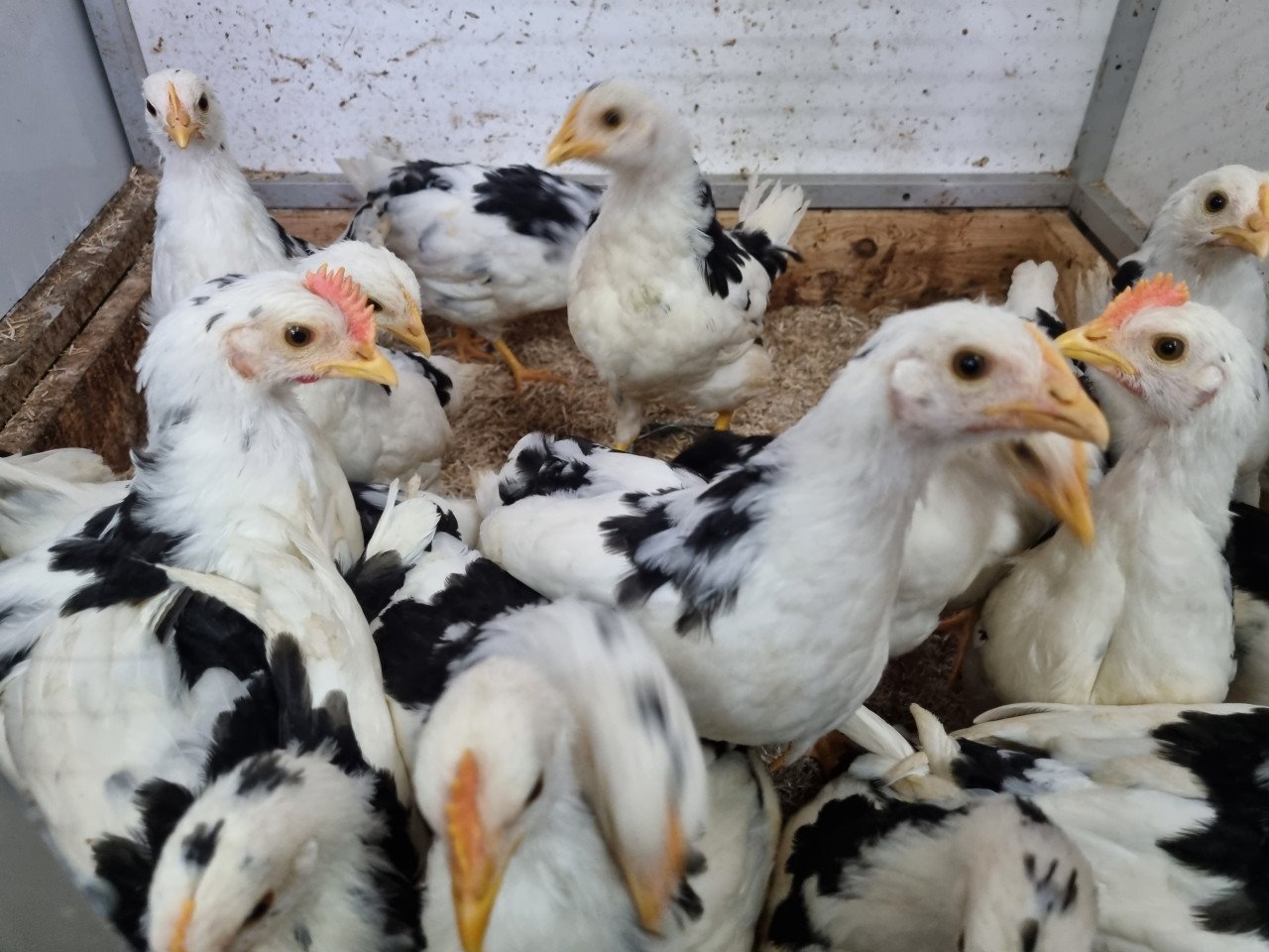 Bonte leghorns