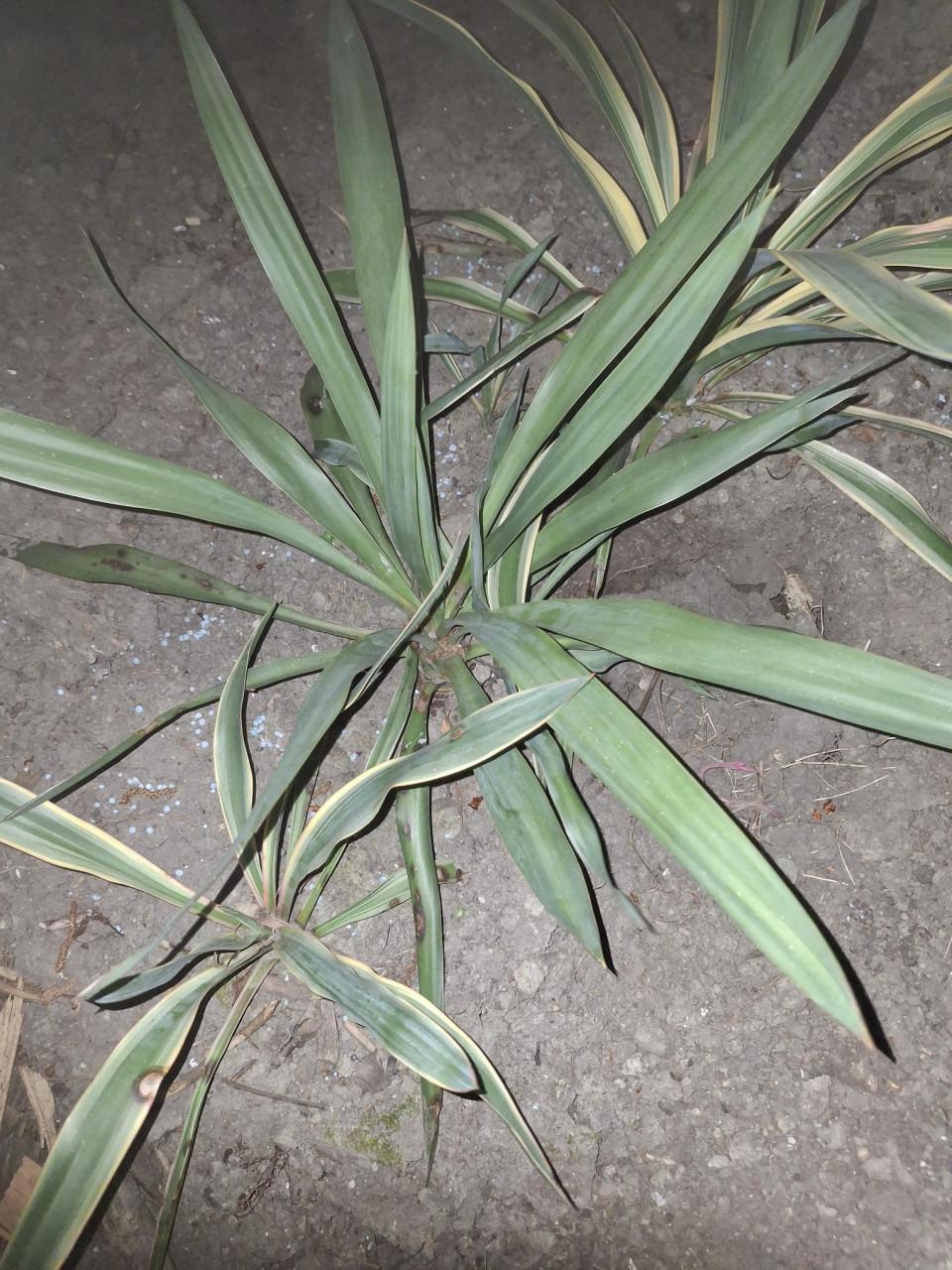 Yukka planten