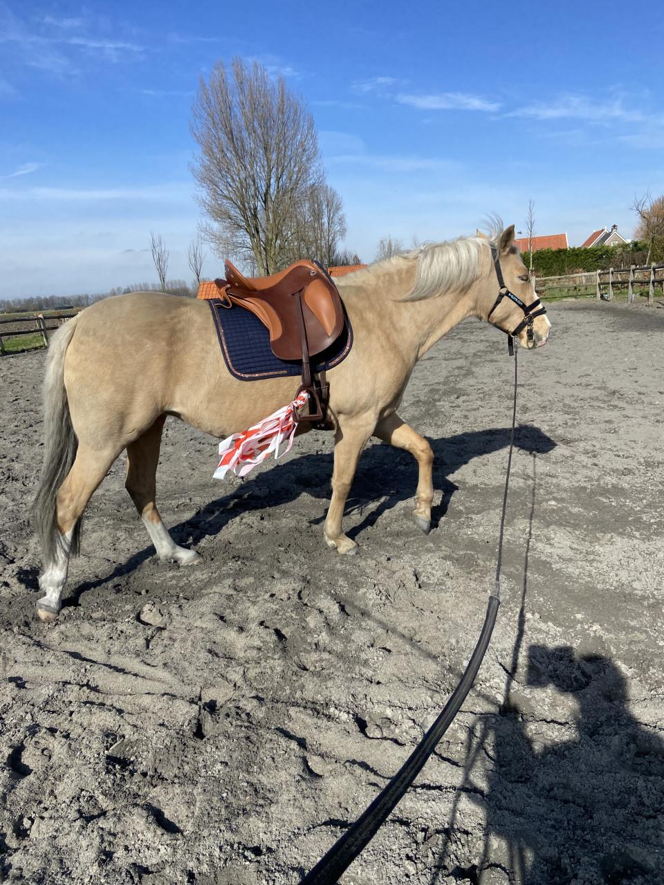 5-jarige Palomino PRE merrie