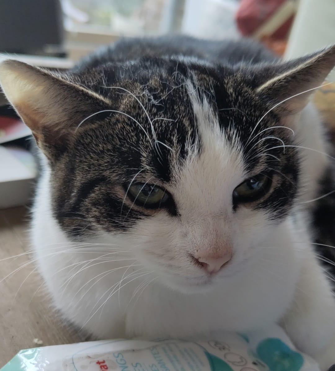 Poes / kattin 10 maanden zoekt nieuw huisje