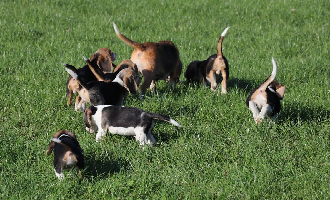 Beagle pups