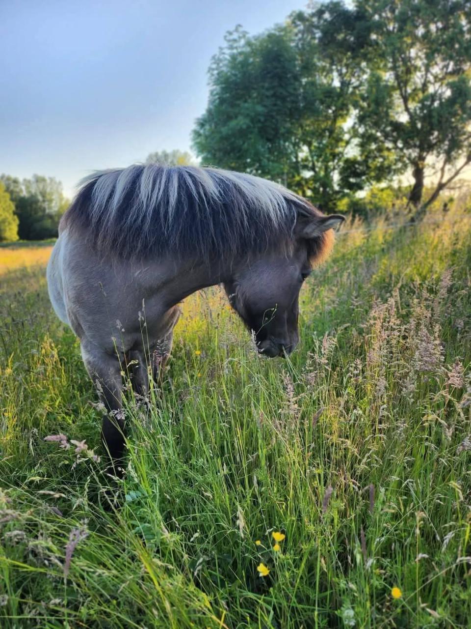 Plek vrij voor paardje