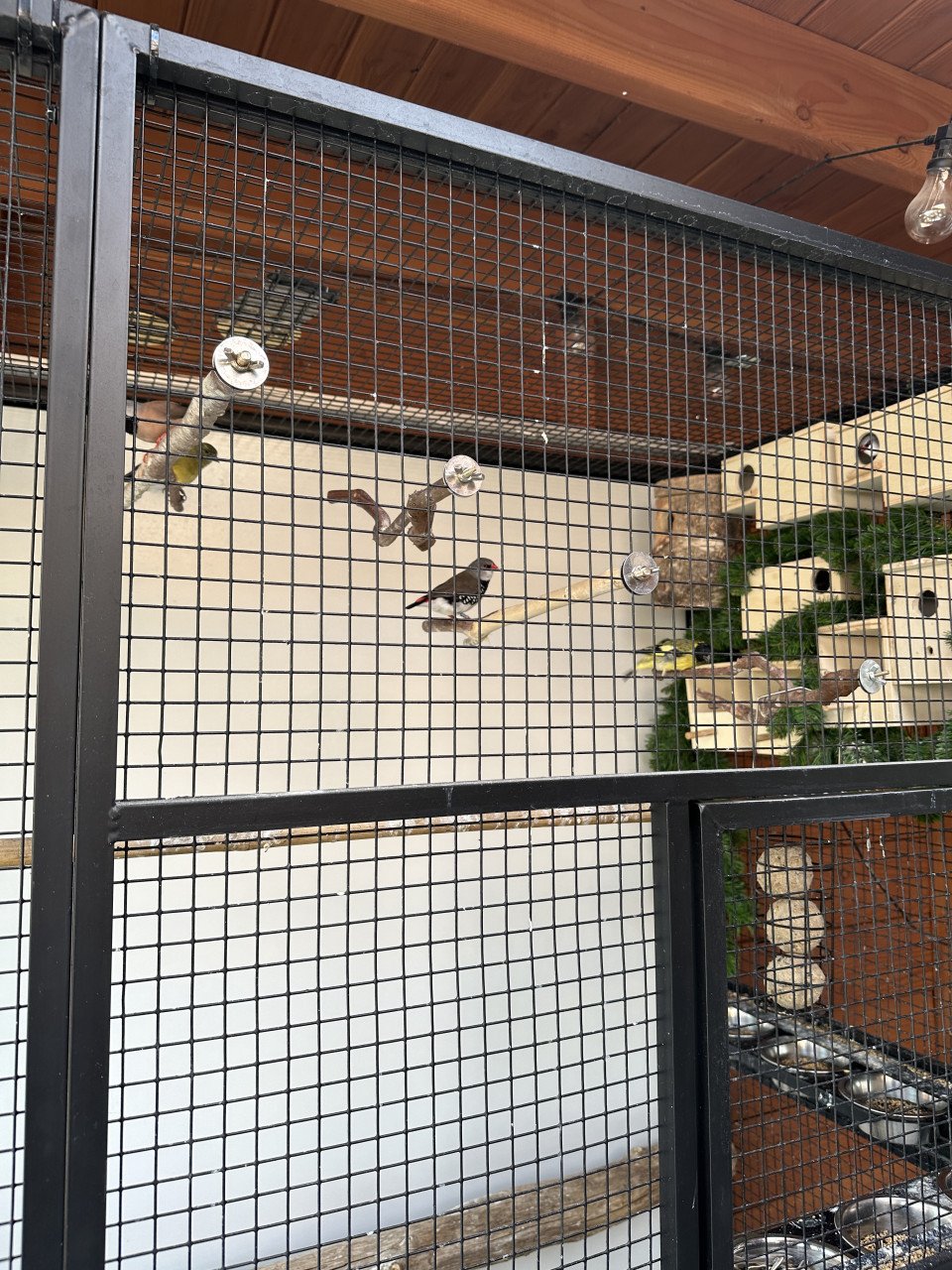 Vogels