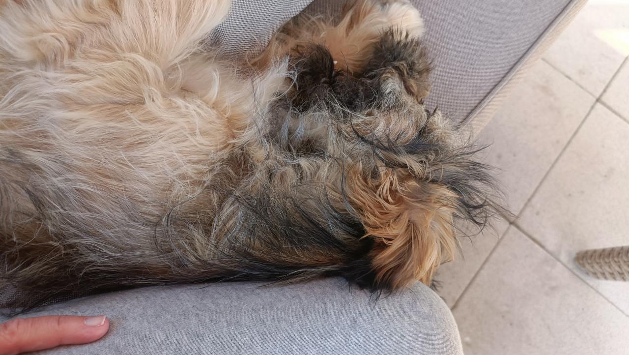 Lieve sociale fluffy pup 6mnd teefje