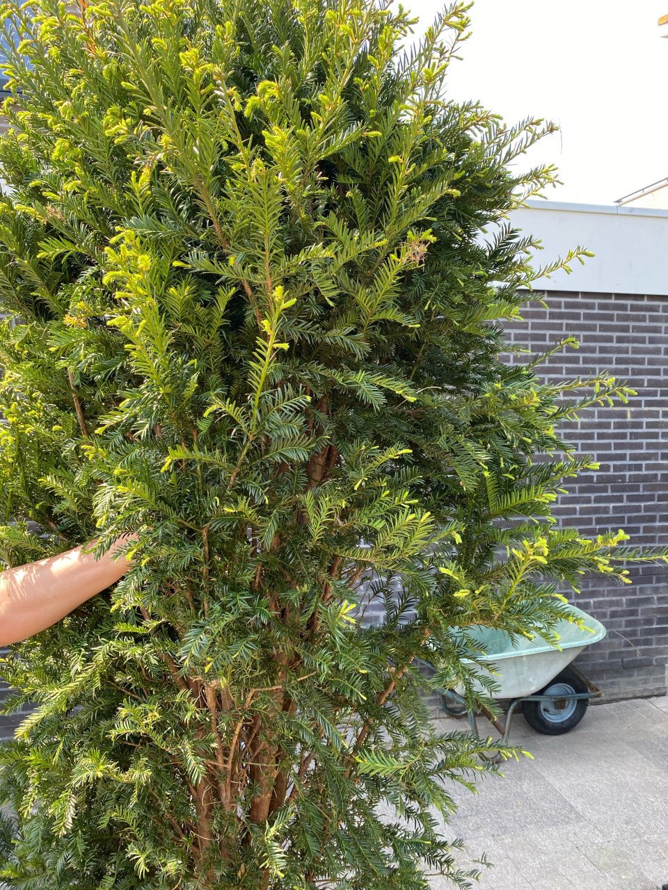Taxus Baccata 160 - 180 cm