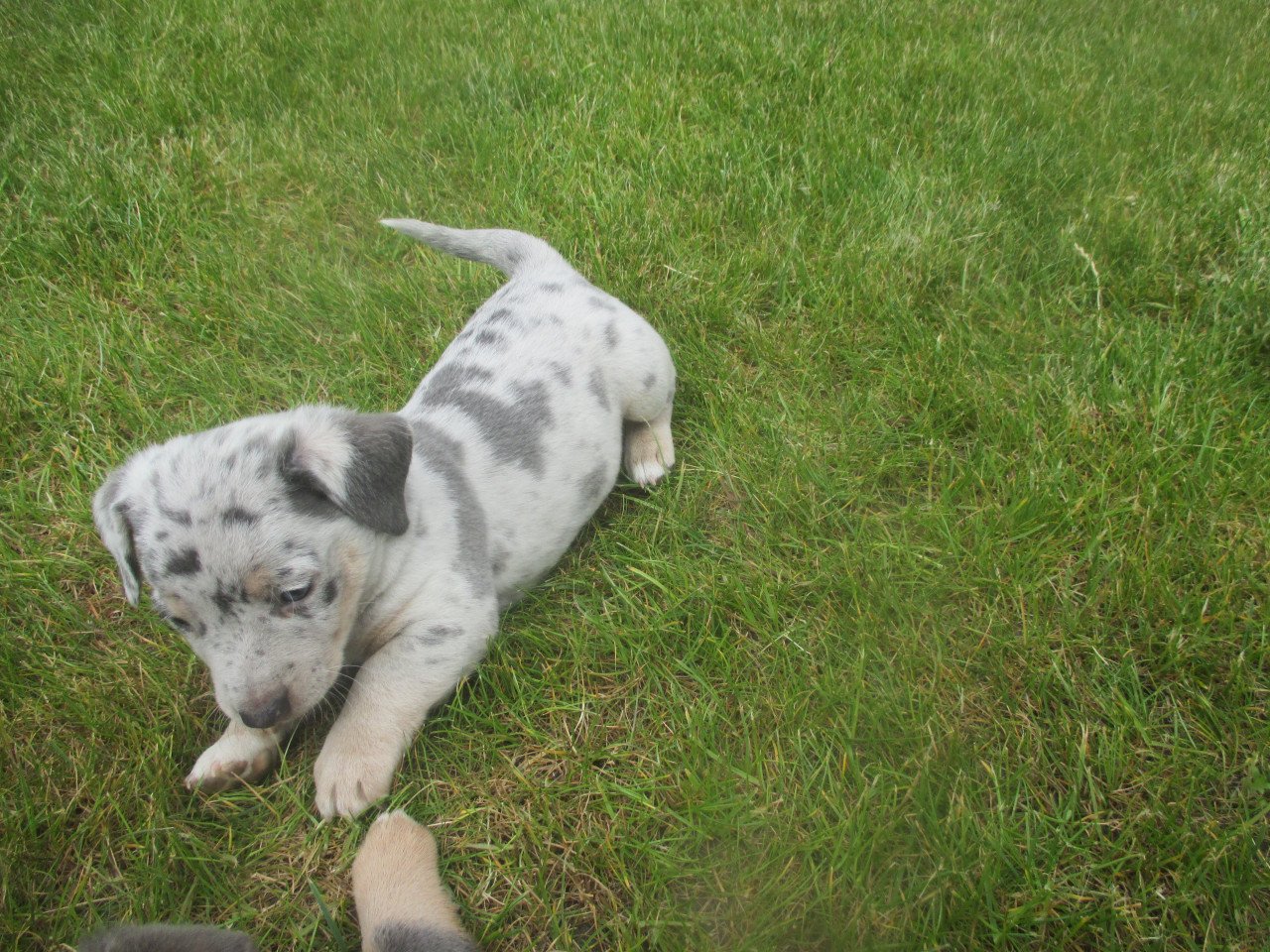 Prachtige jack russell pups
