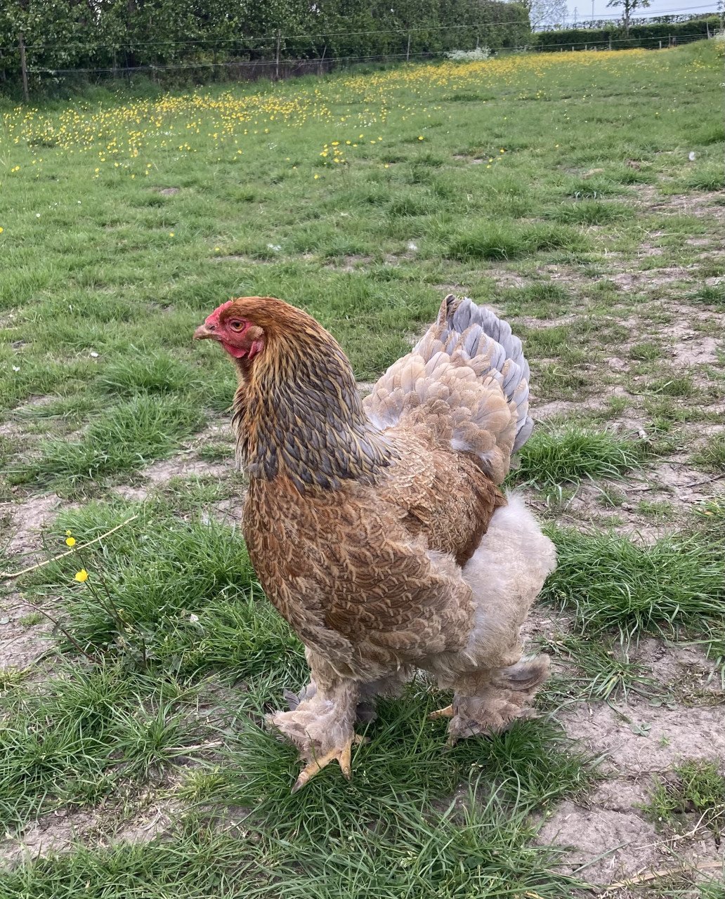 Broedeieren Jersey Giant, Brahma, zijdehoen en groenlegger