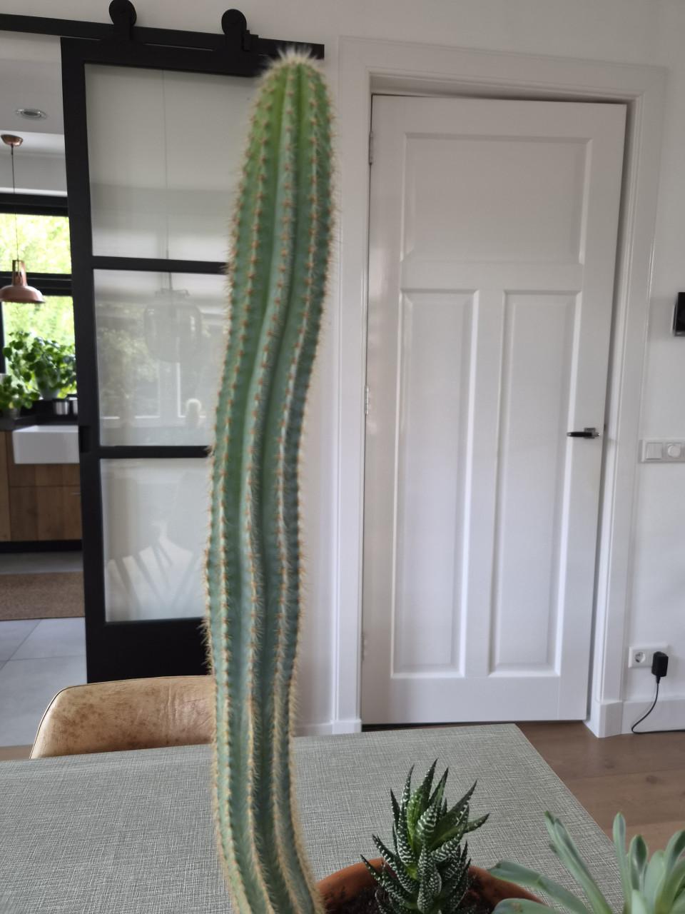 Kamerplant cactus